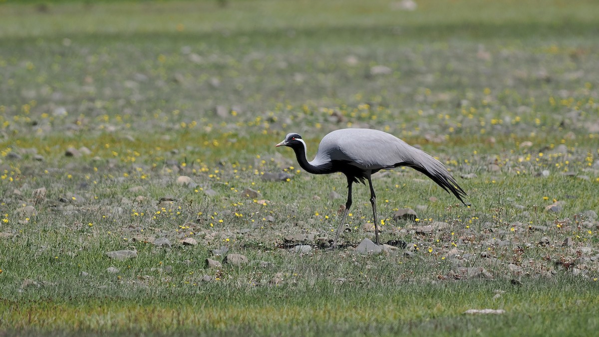 Demoiselle Crane - Paul French