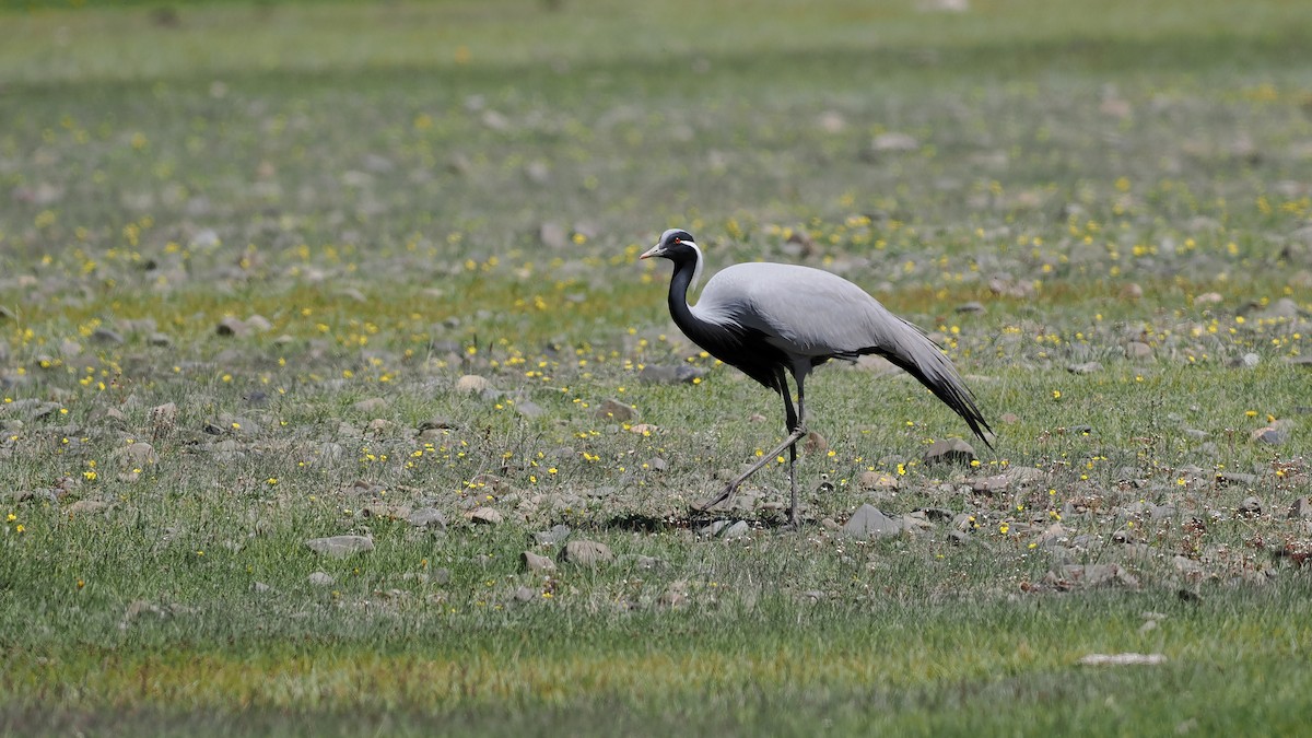 Demoiselle Crane - ML624826386