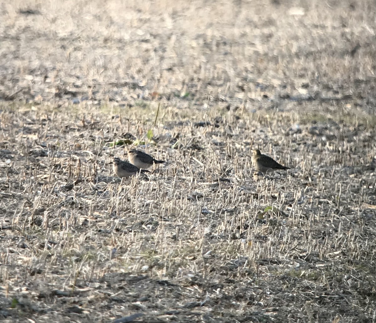 American Golden-Plover - ML624826434