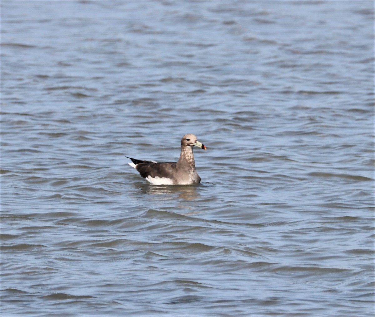 ススケカモメ - ML624826459
