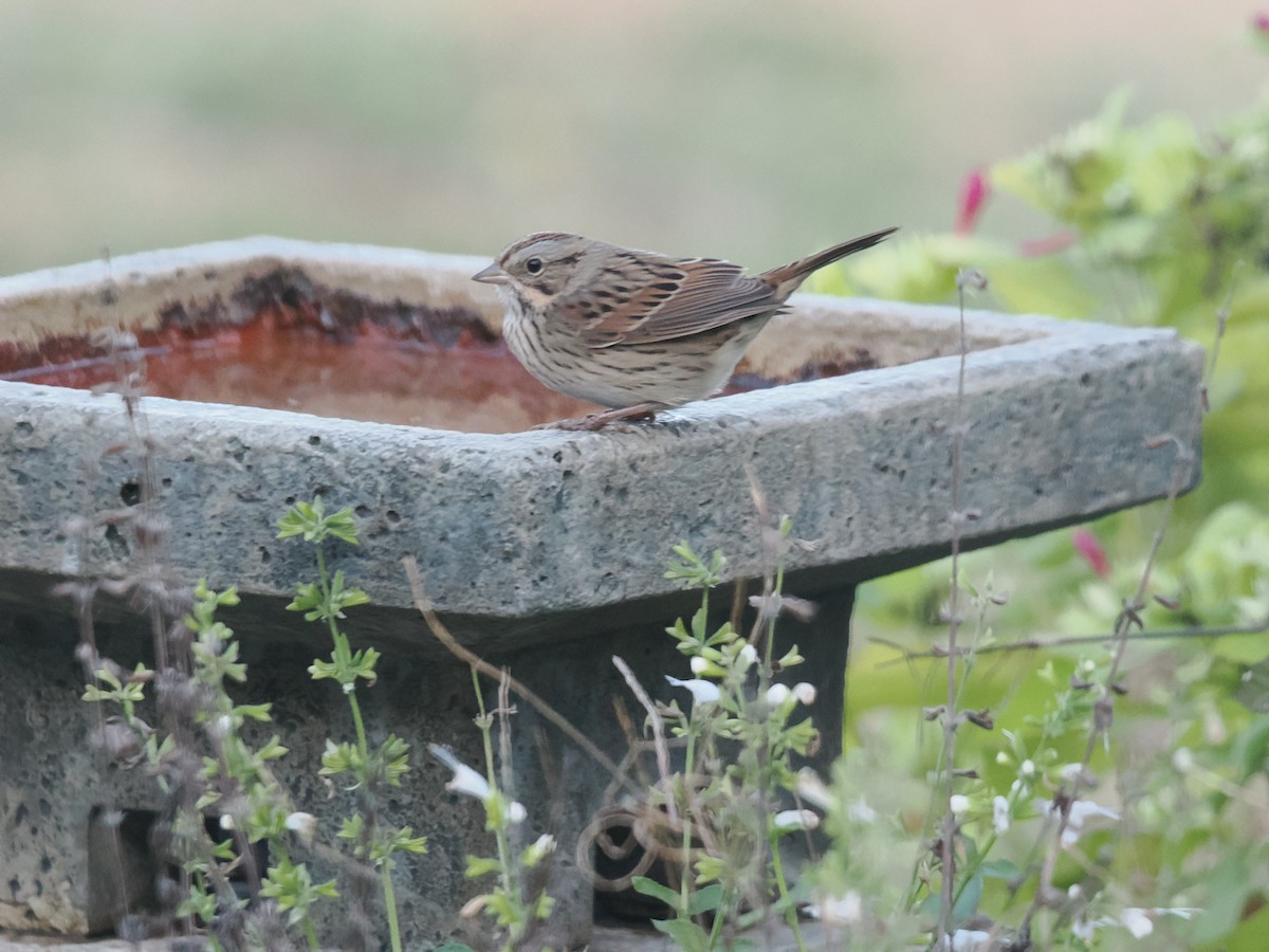 Lincoln's Sparrow - ML624826462