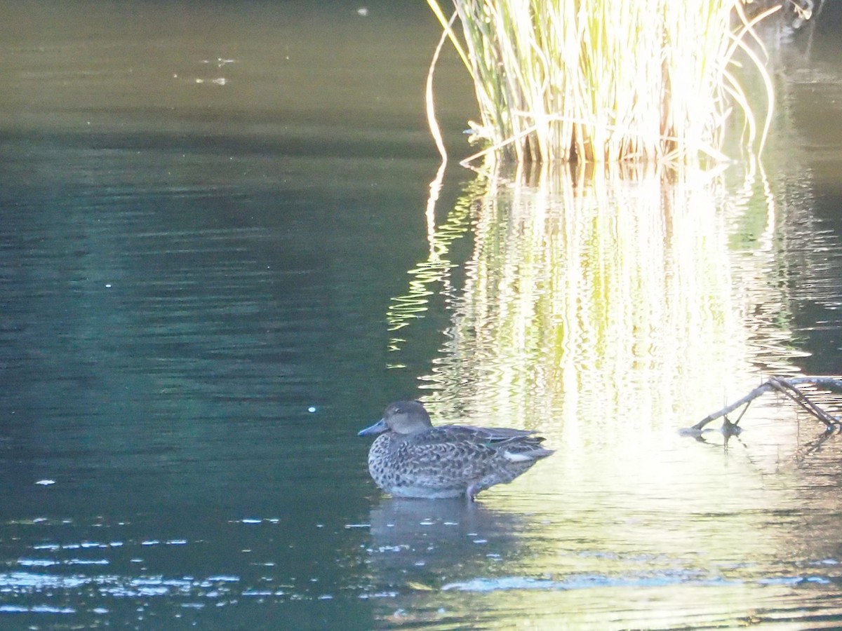Green-winged Teal - ML624826470