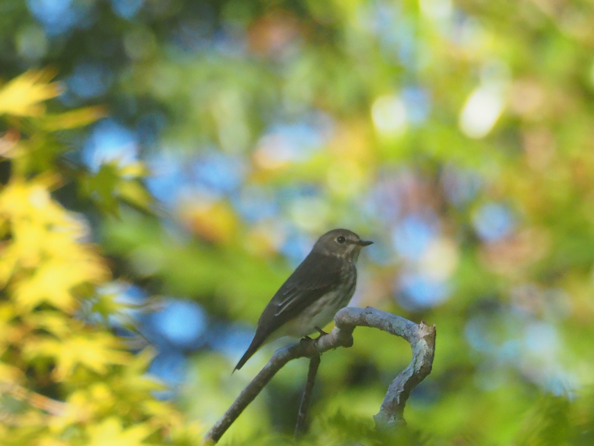 Gray-streaked Flycatcher - ML624826472
