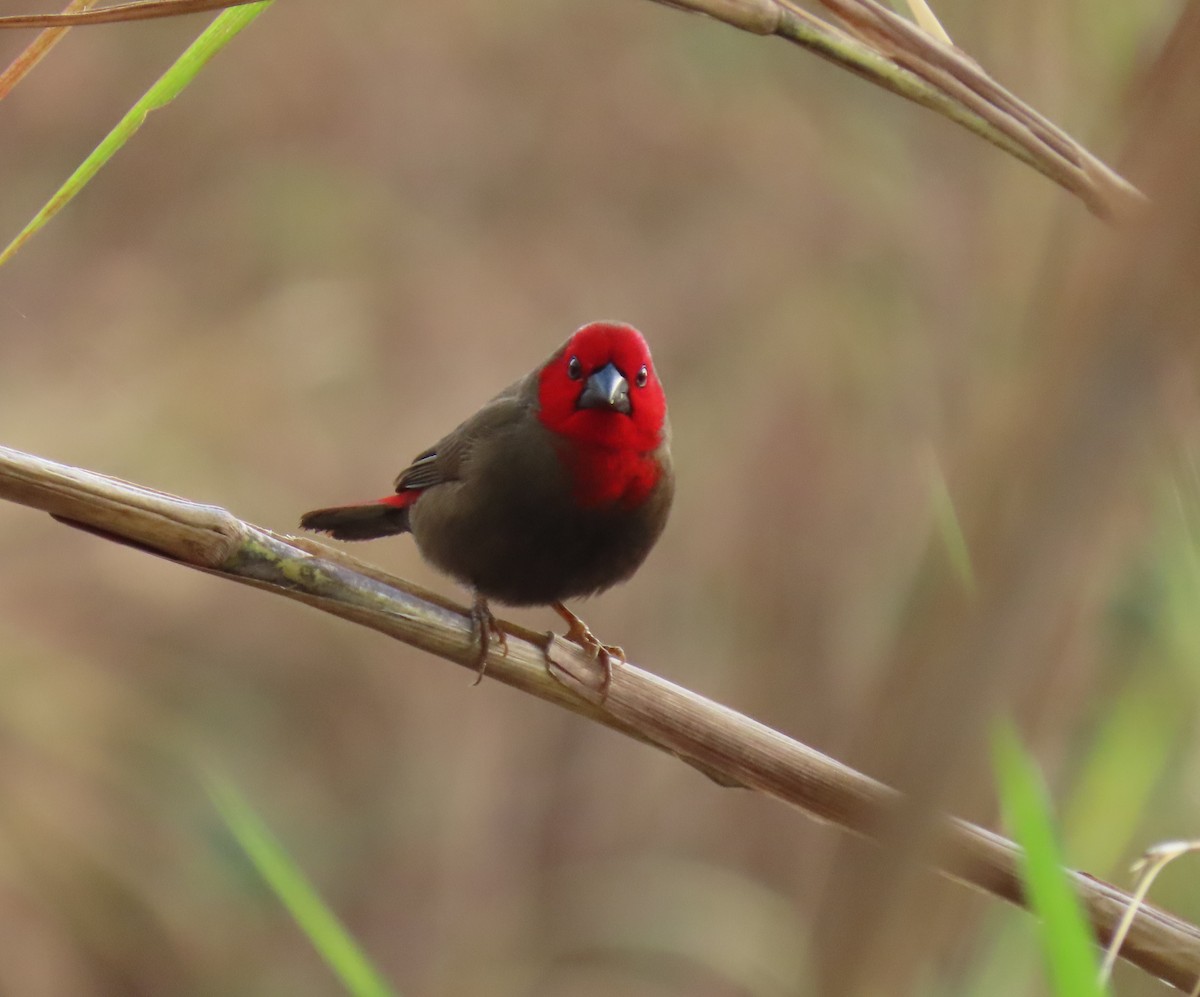 Lesser Seedcracker - ML624826540