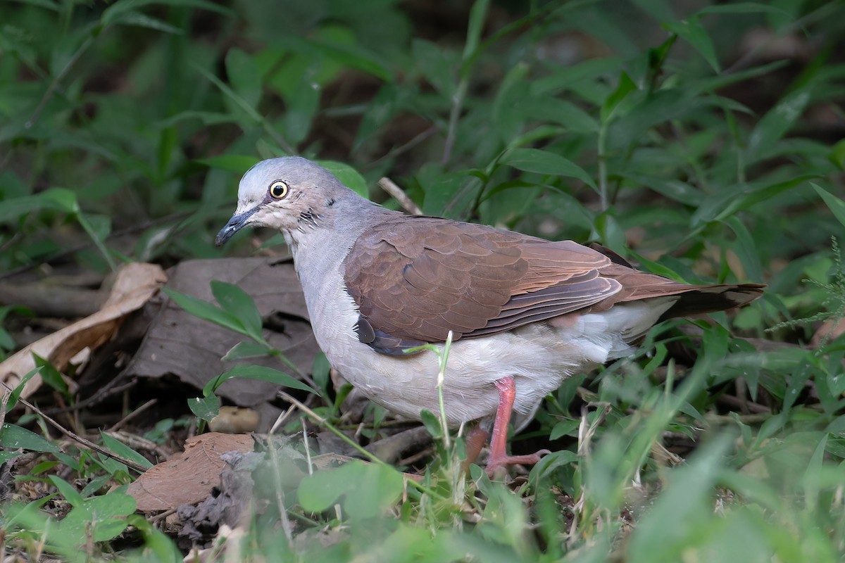 Pallid Dove - ML624826543