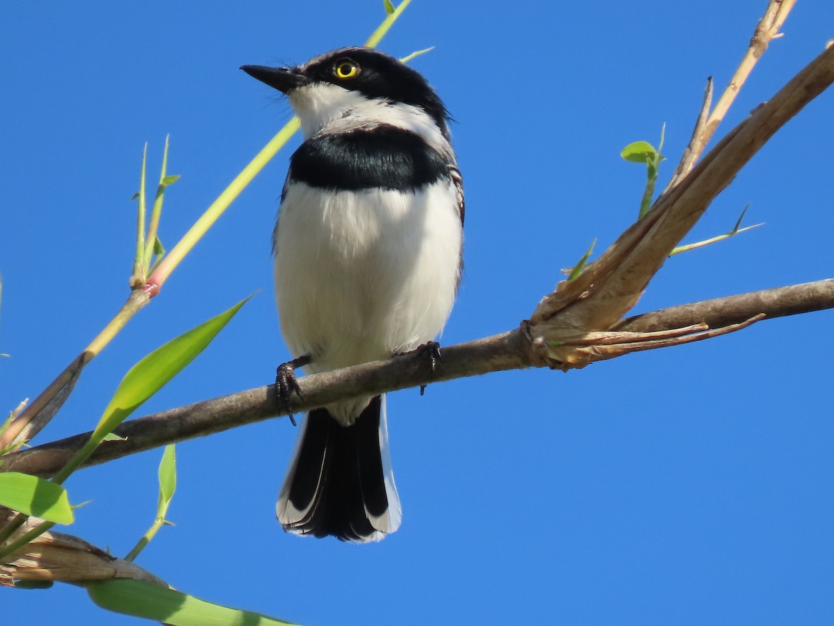 Pale Batis - ML624826557
