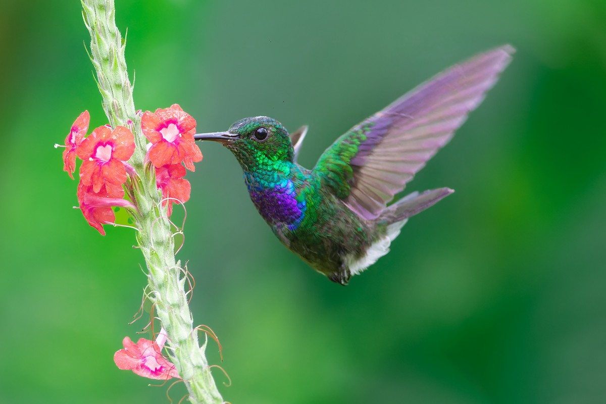 Purple-chested Hummingbird - ML624826741