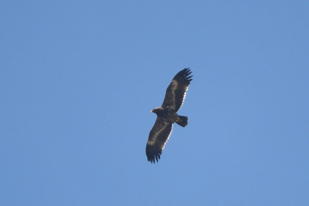 Steppe Eagle - ML624826772