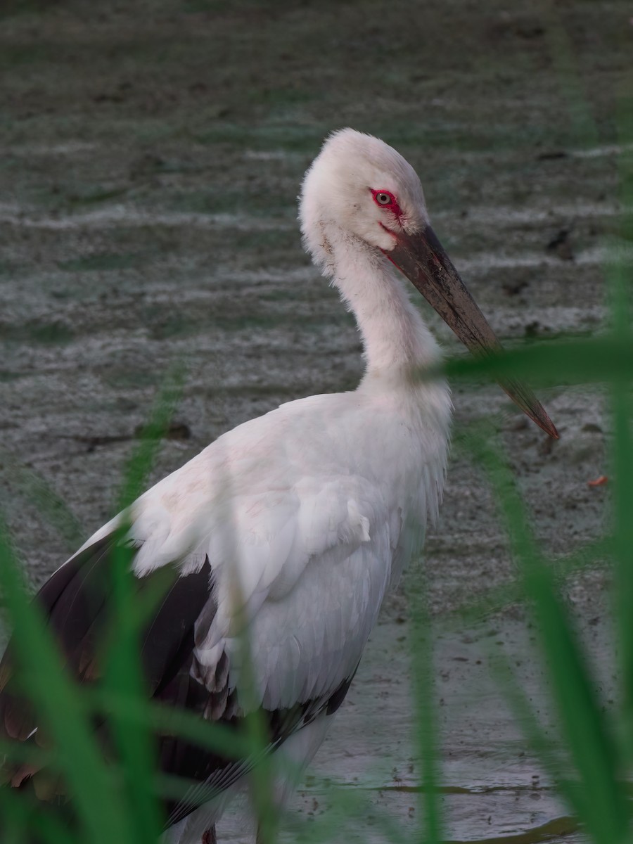 Oriental Stork - Yunpeng Wang