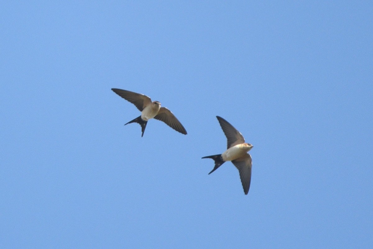 European Red-rumped Swallow - ML624826887