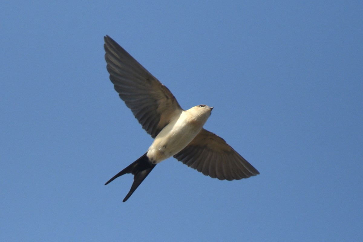 European Red-rumped Swallow - ML624826888
