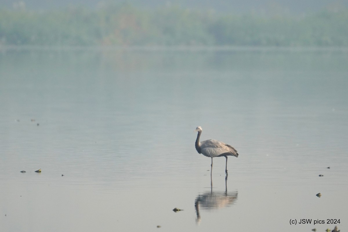 Demoiselle Crane - ML624827179