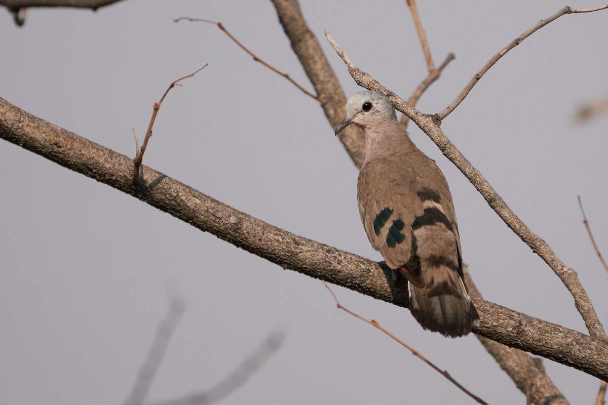 Emerald-spotted Wood-Dove - ML624827212