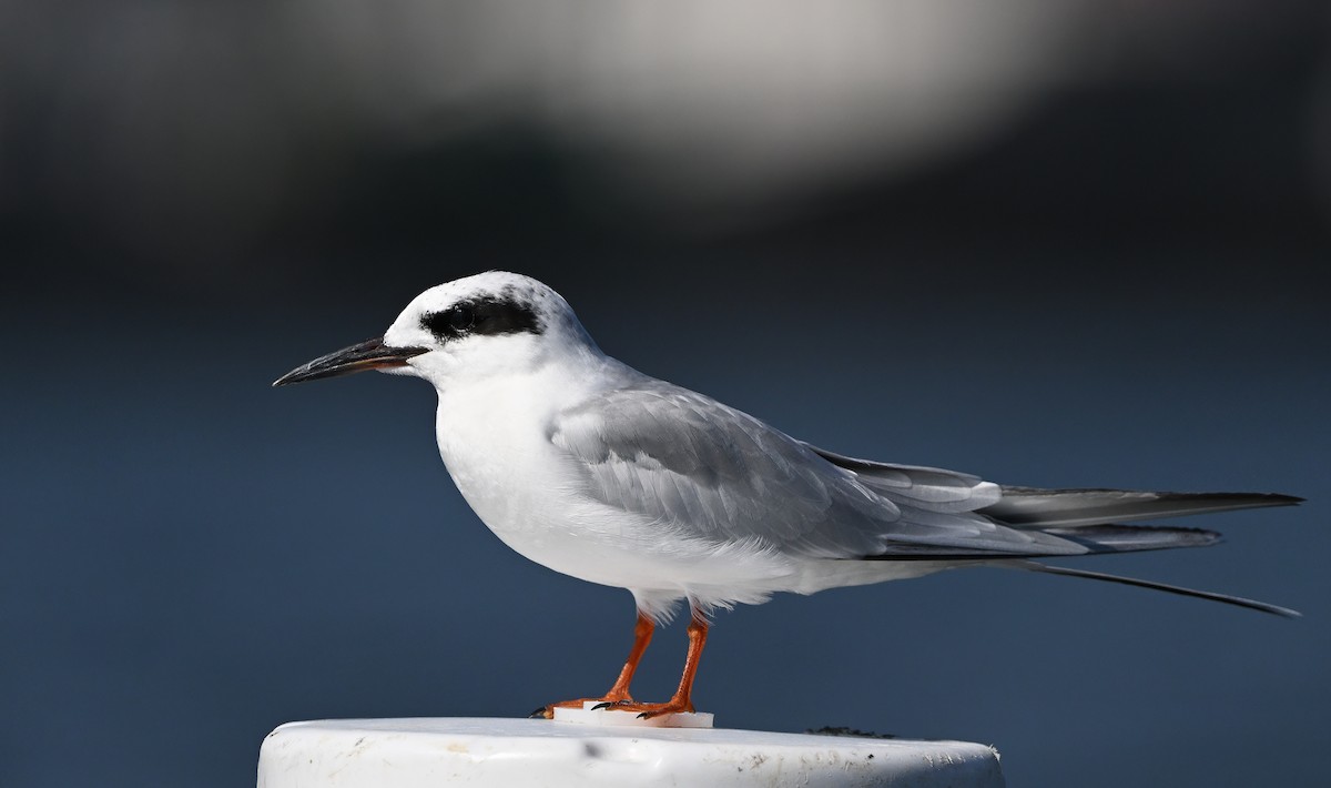 Forster's Tern - Vern Wilkins 🦉