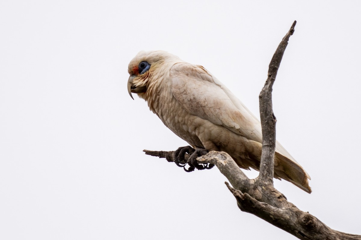 Western Corella - ML624827469