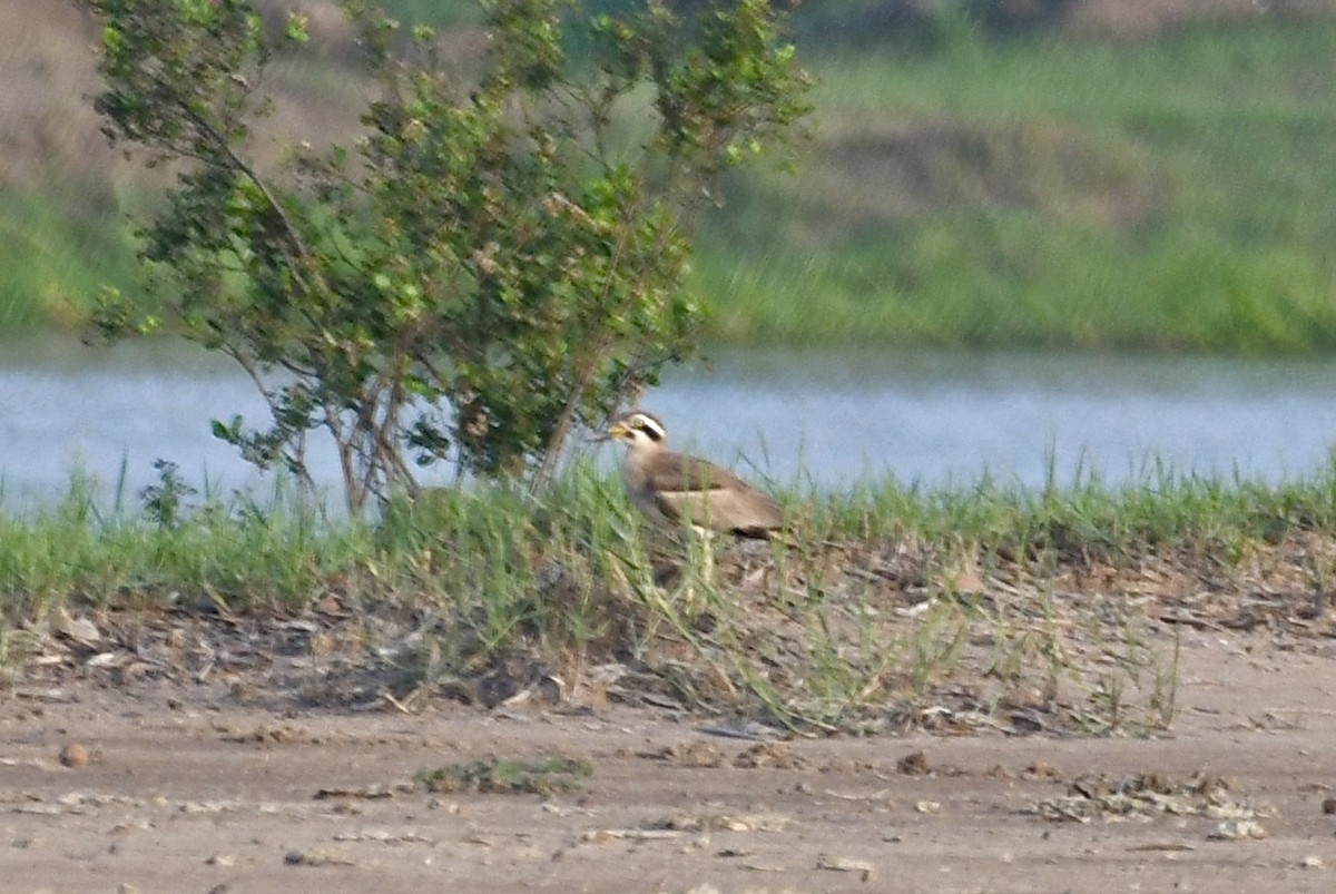 Great Thick-knee - ML624827529