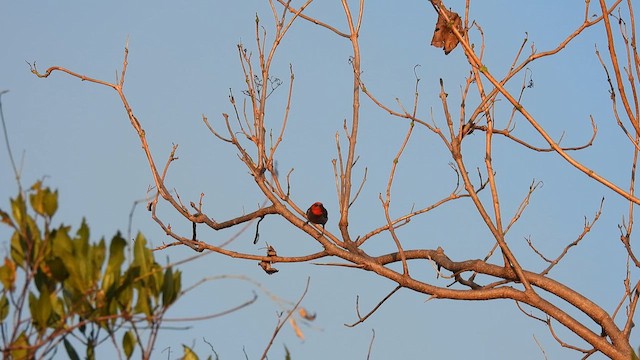 Red-headed Myzomela - ML624827597