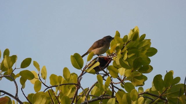 Red-headed Myzomela - ML624827598