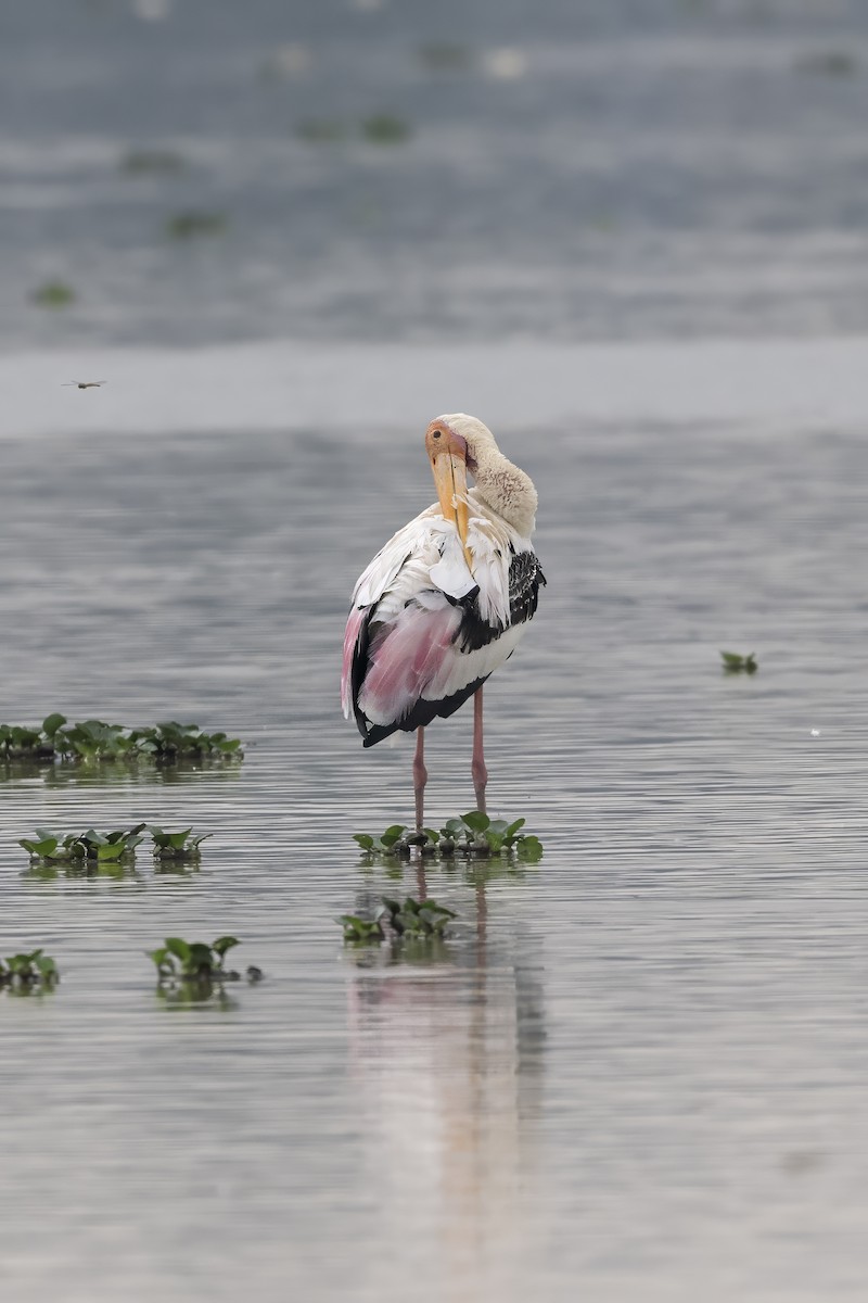 Painted Stork - ML624827667