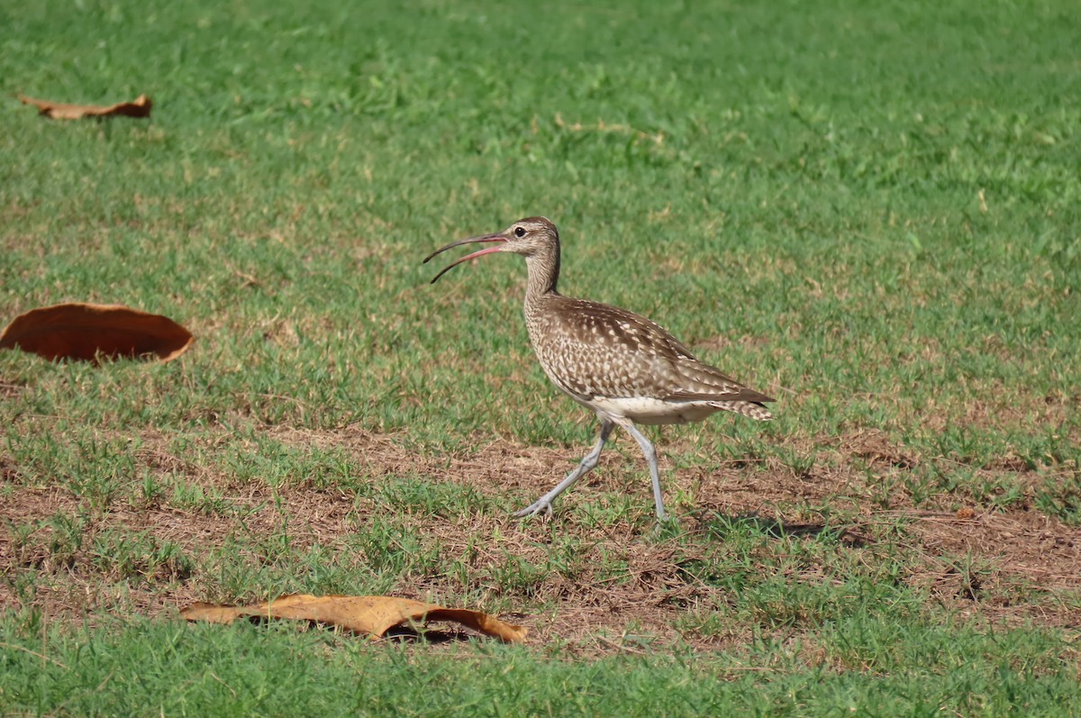 Regenbrachvogel - ML624827673