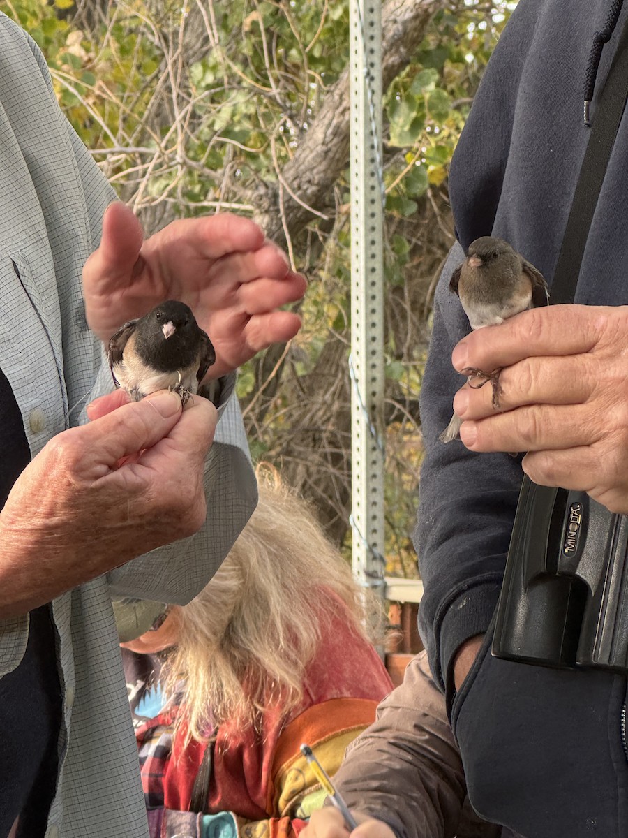 Юнко сірий - ML624827676