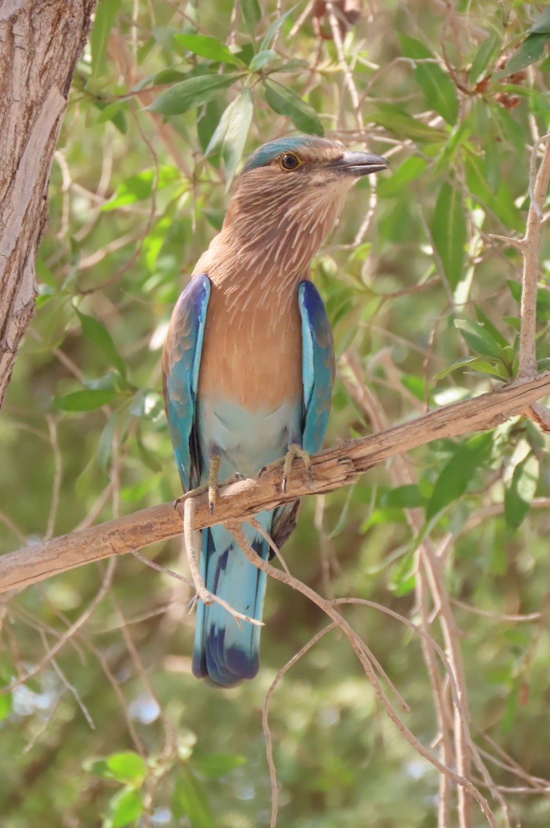 Indian Roller - David Orth-Moore