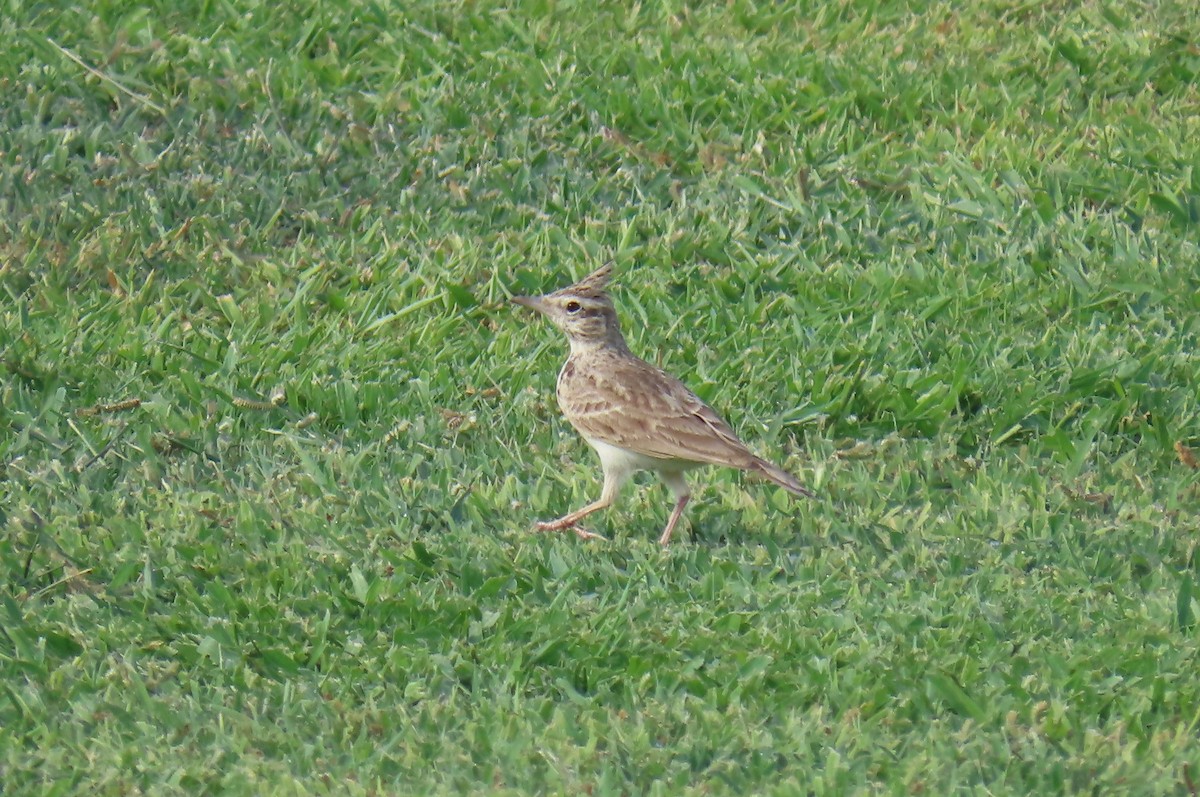 Crested Lark - David Orth-Moore