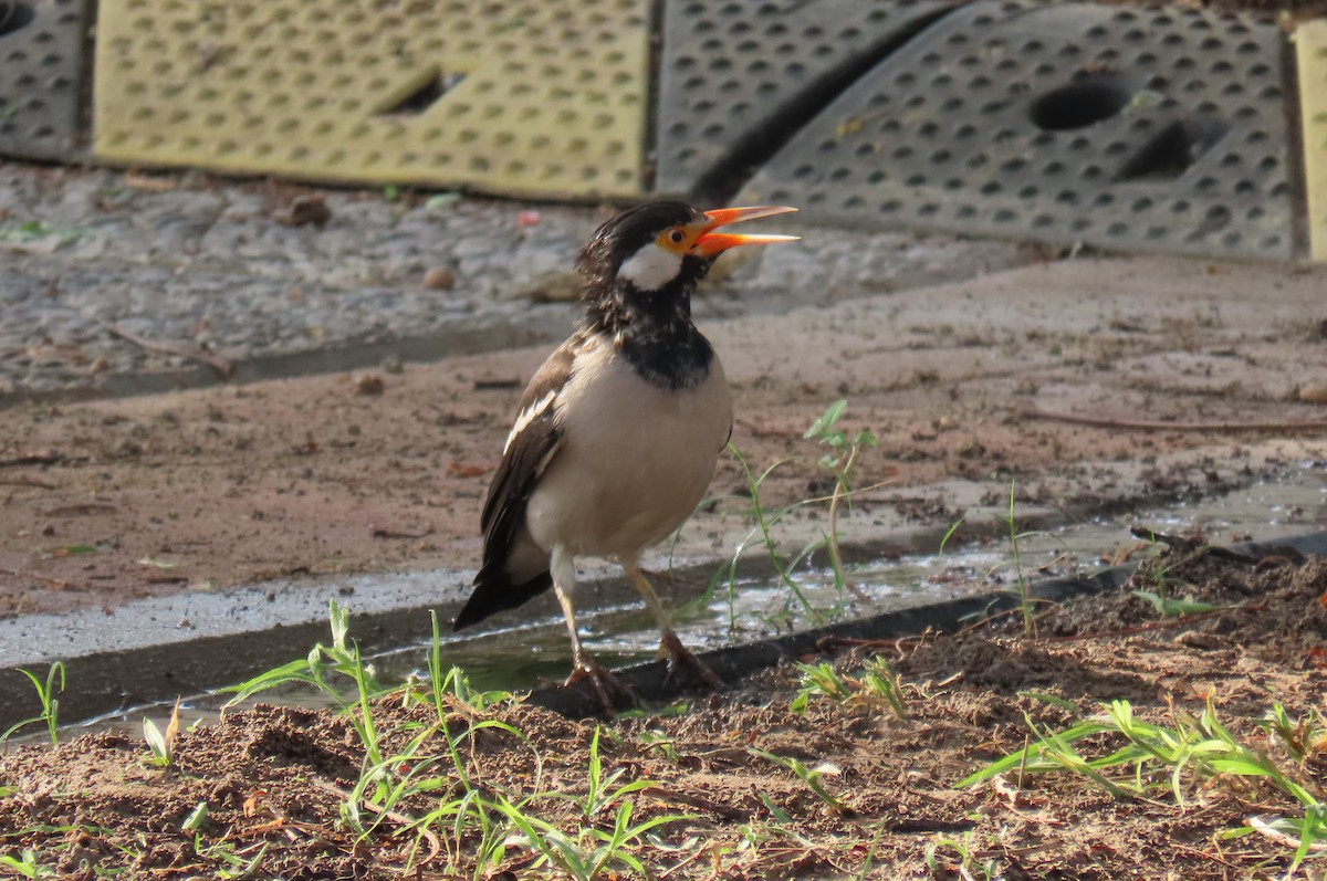 Indian Pied Starling - David Orth-Moore