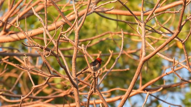 Red-headed Myzomela - ML624827747