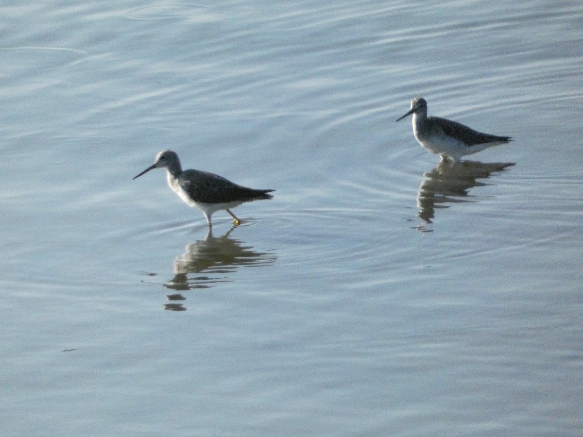 Greater Yellowlegs - ML624827752