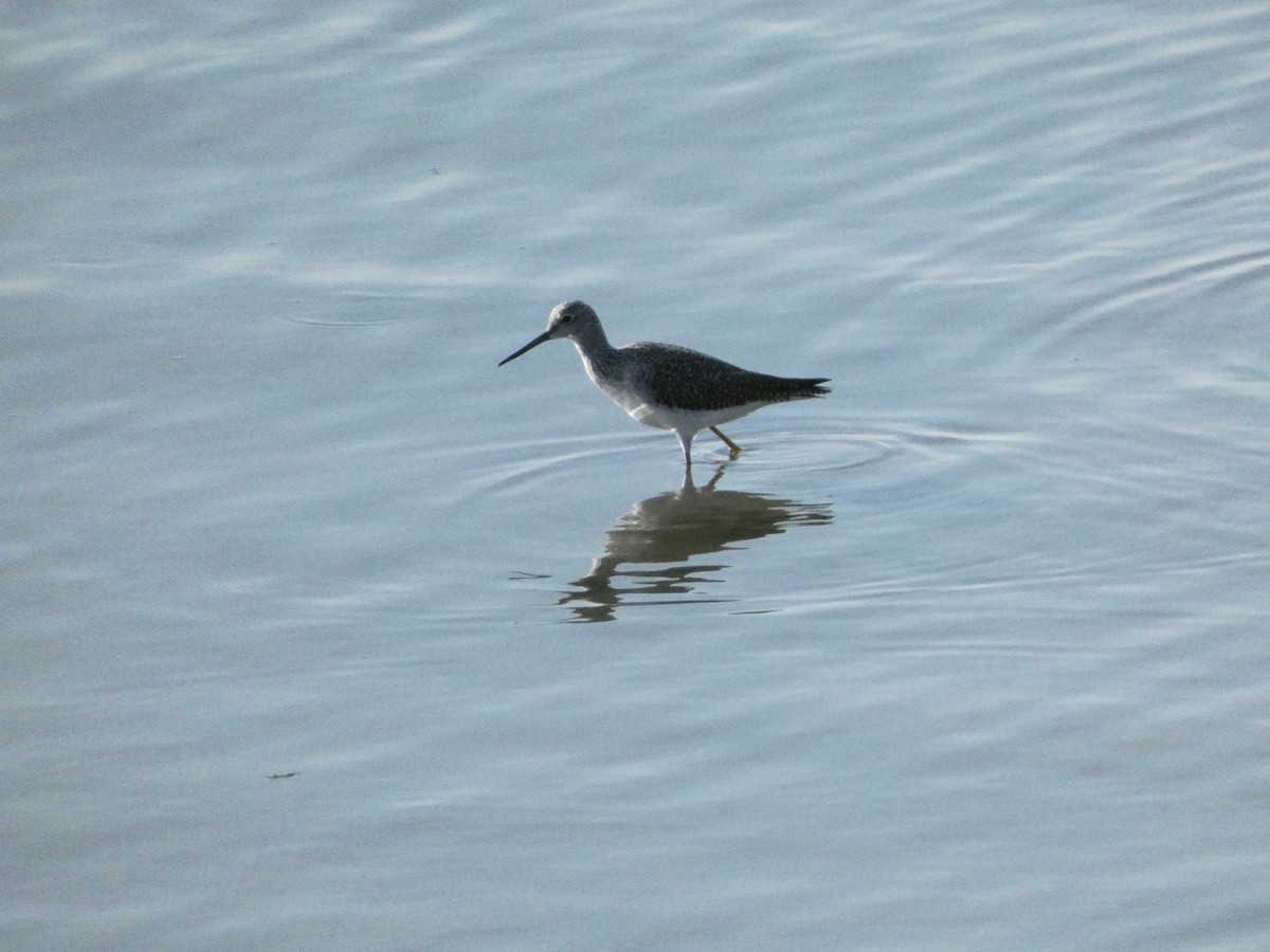 Greater Yellowlegs - ML624827753