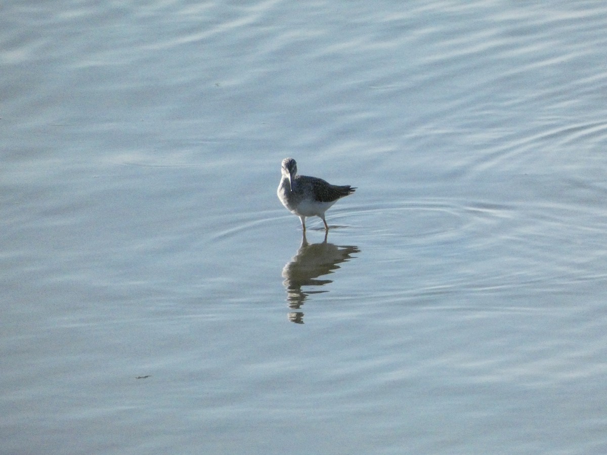 Greater Yellowlegs - ML624827754