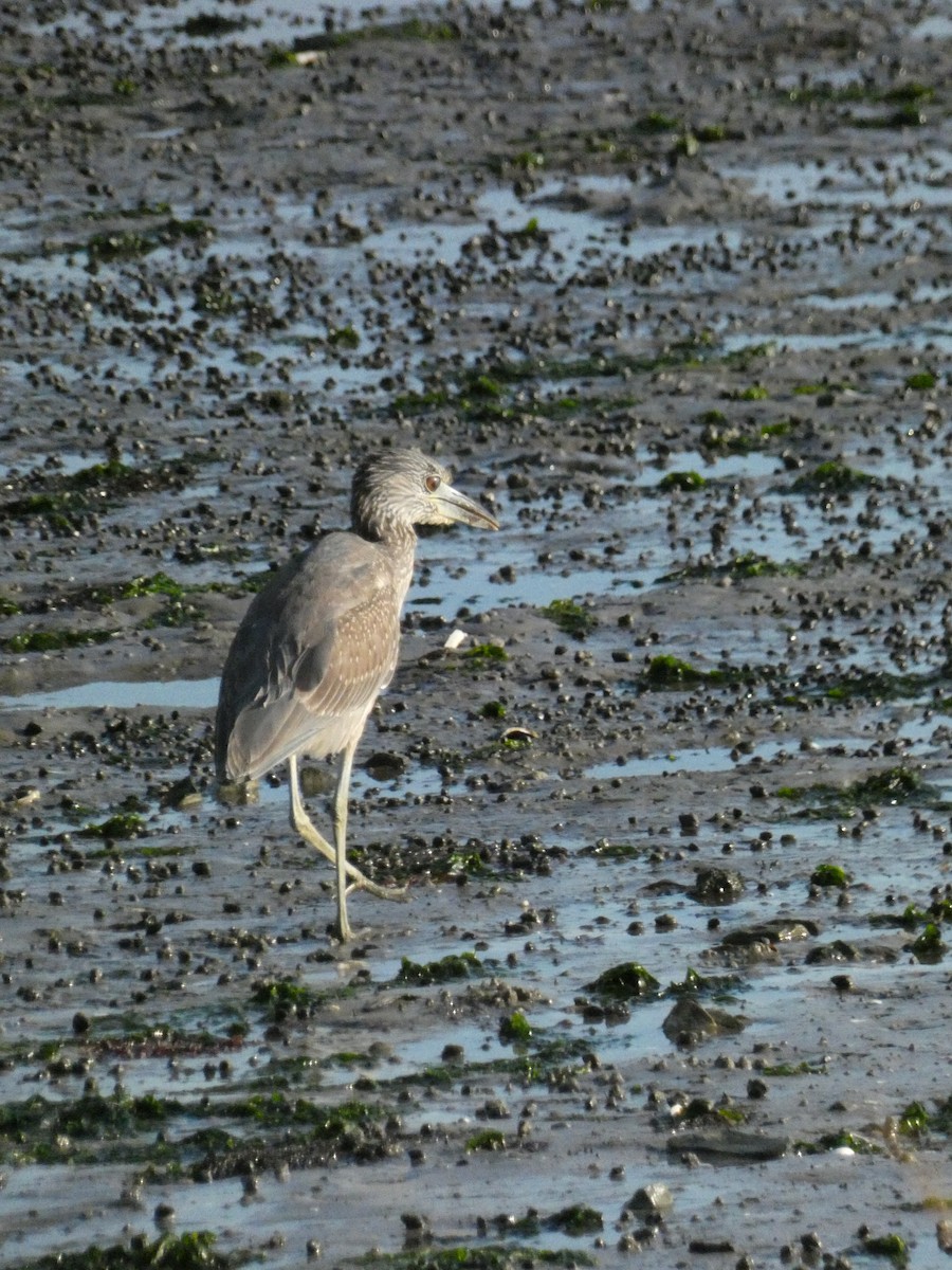 Yellow-crowned Night Heron - ML624827776