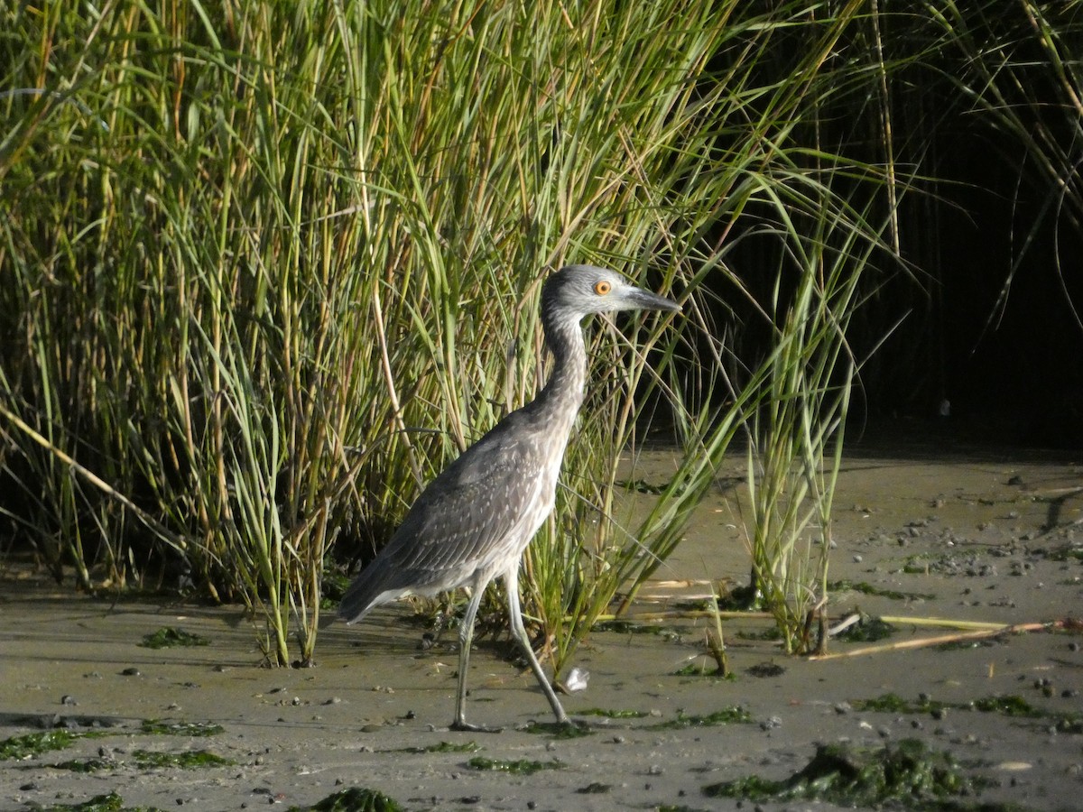 Yellow-crowned Night Heron - ML624827780