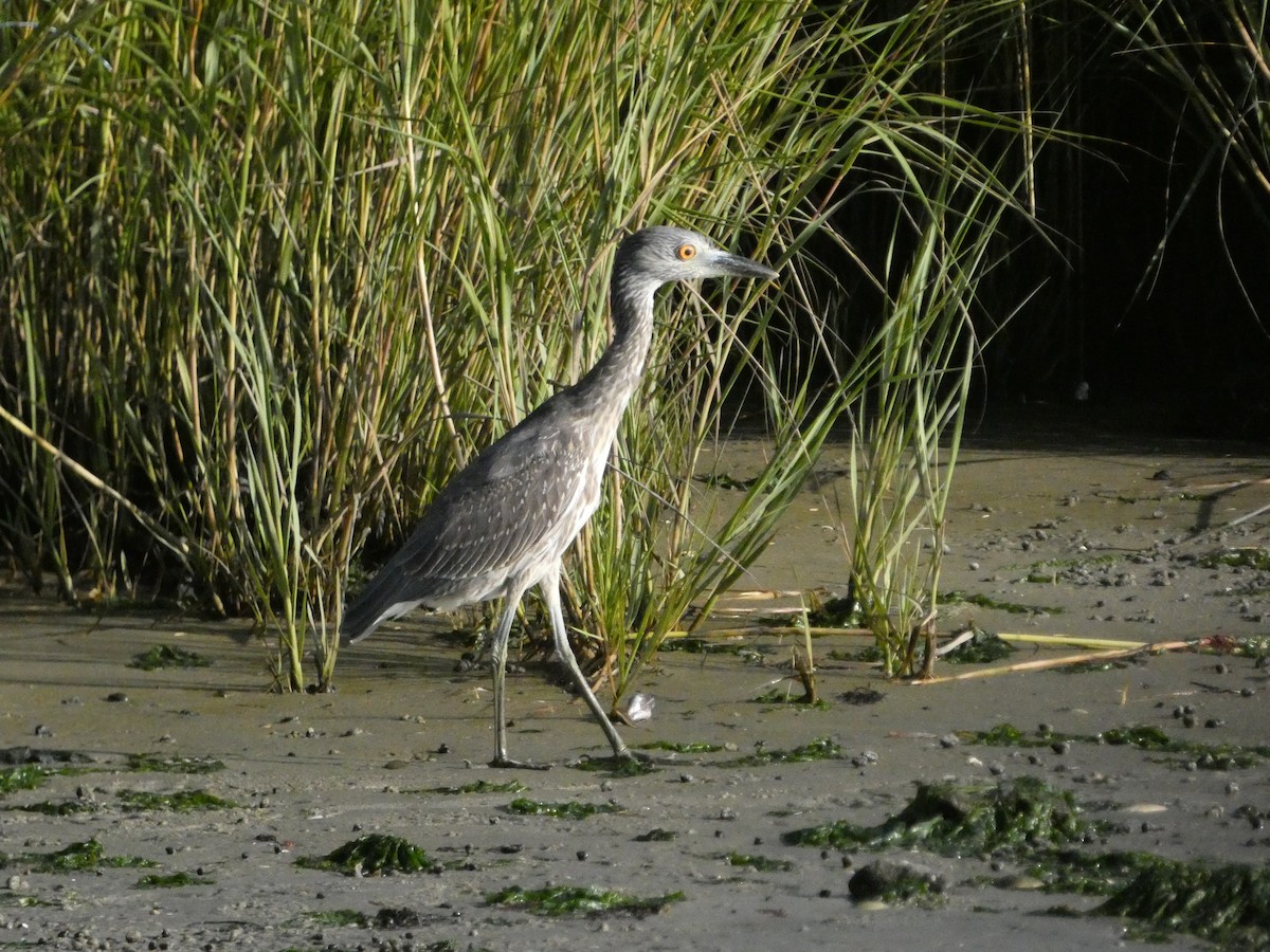 Yellow-crowned Night Heron - ML624827781