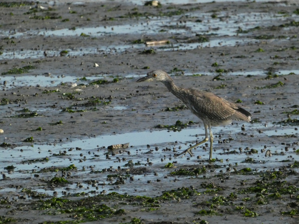 Yellow-crowned Night Heron - ML624827782