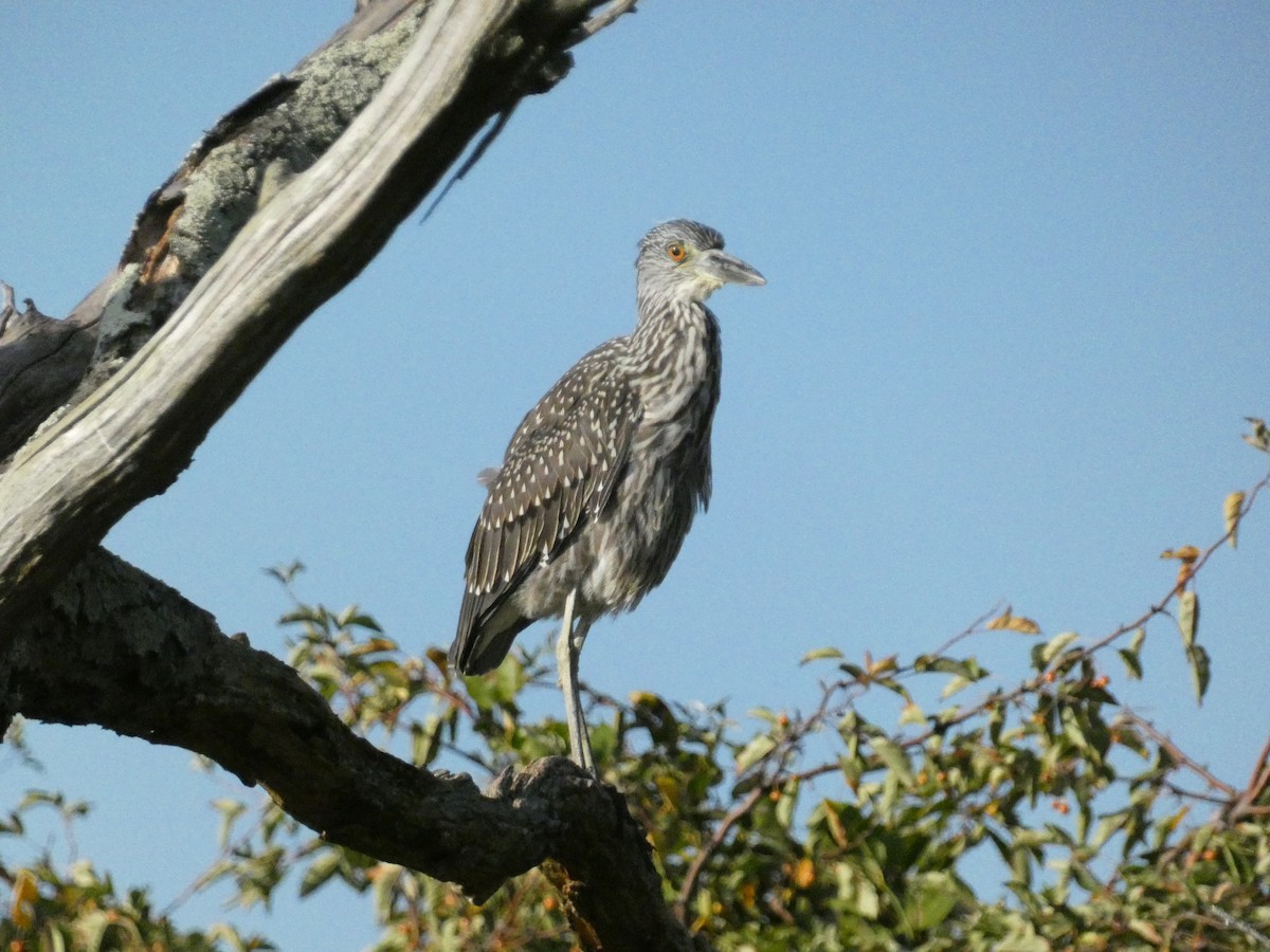 Yellow-crowned Night Heron - ML624827783