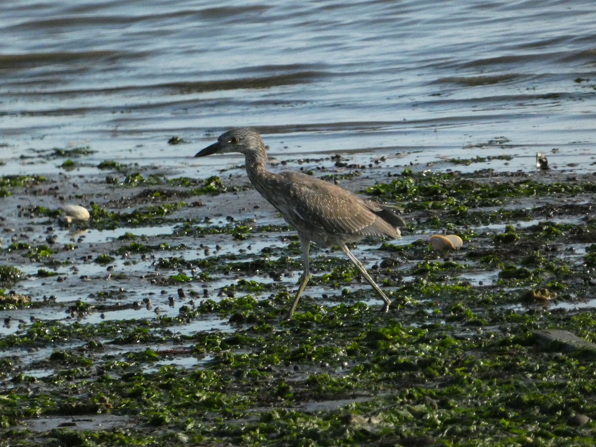 Yellow-crowned Night Heron - ML624827784