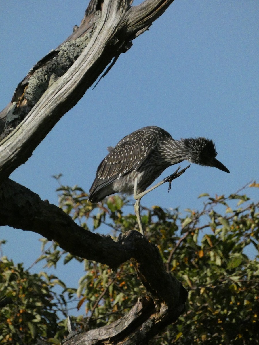 Yellow-crowned Night Heron - ML624827785