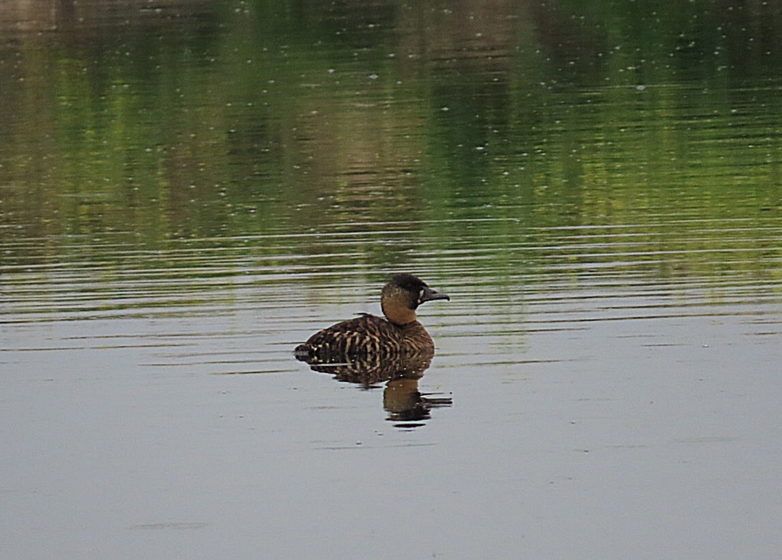 White-backed Duck - ML624827798