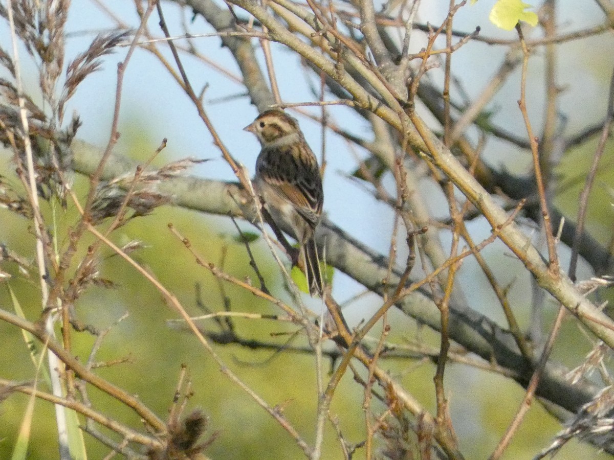 Clay-colored Sparrow - ML624827820