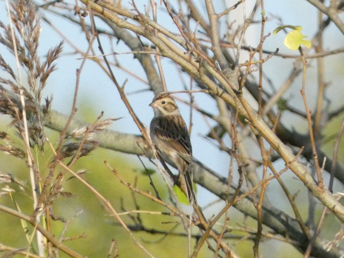 Clay-colored Sparrow - ML624827821