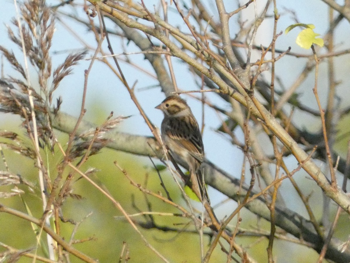 Clay-colored Sparrow - ML624827822