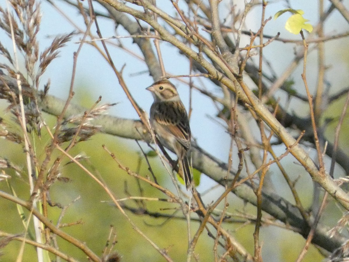 Clay-colored Sparrow - ML624827823