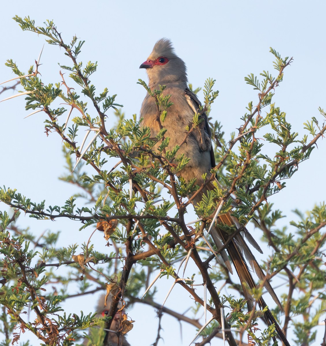 Red-faced Mousebird - ML624827863