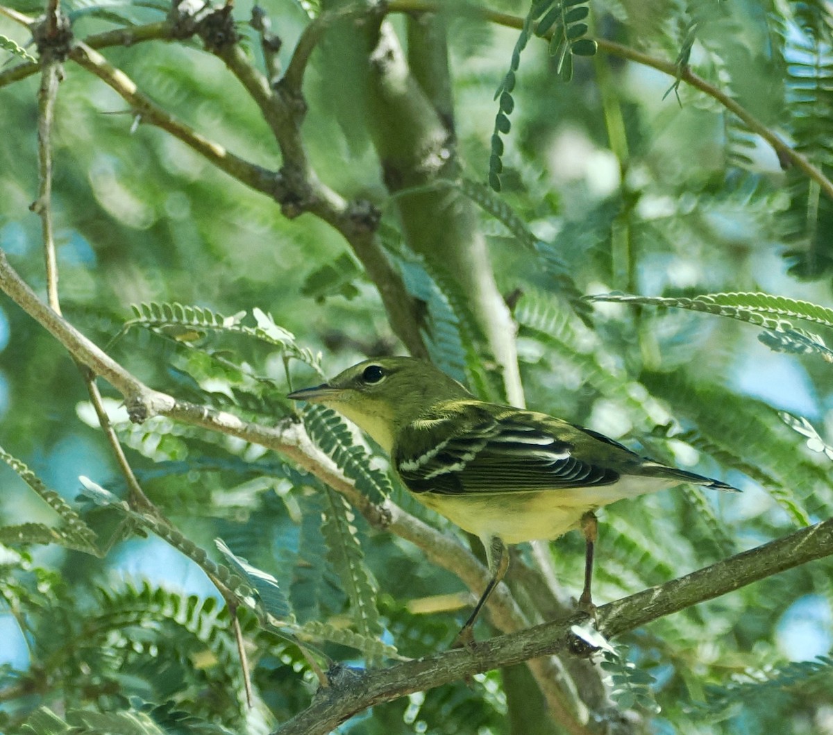 Blackpoll Warbler - ML624827883