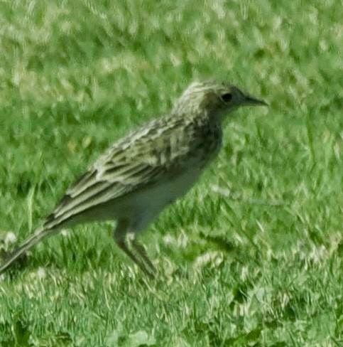 Sprague's Pipit - ML624827931