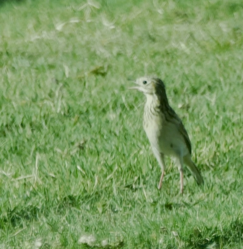 Sprague's Pipit - ML624827932