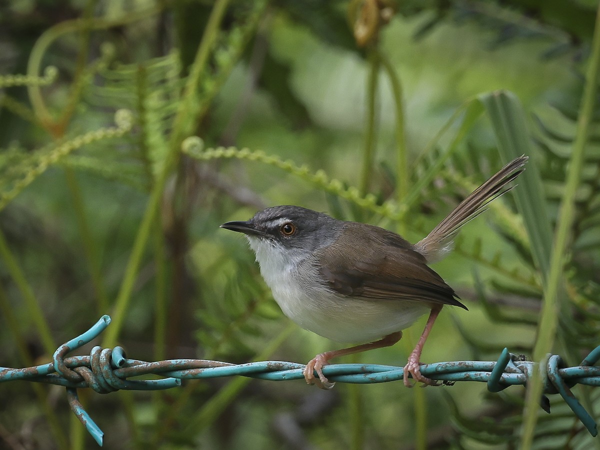 Rufescent Prinia - ML624827959