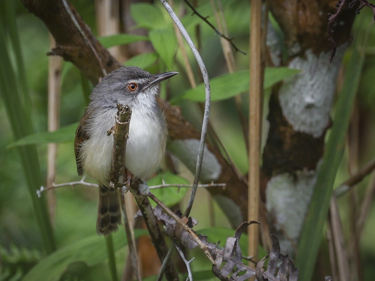 Rufescent Prinia - ML624827963